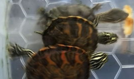 小乌龟视频,小乌龟的奇妙冒险之旅